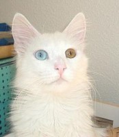 Gato Angora